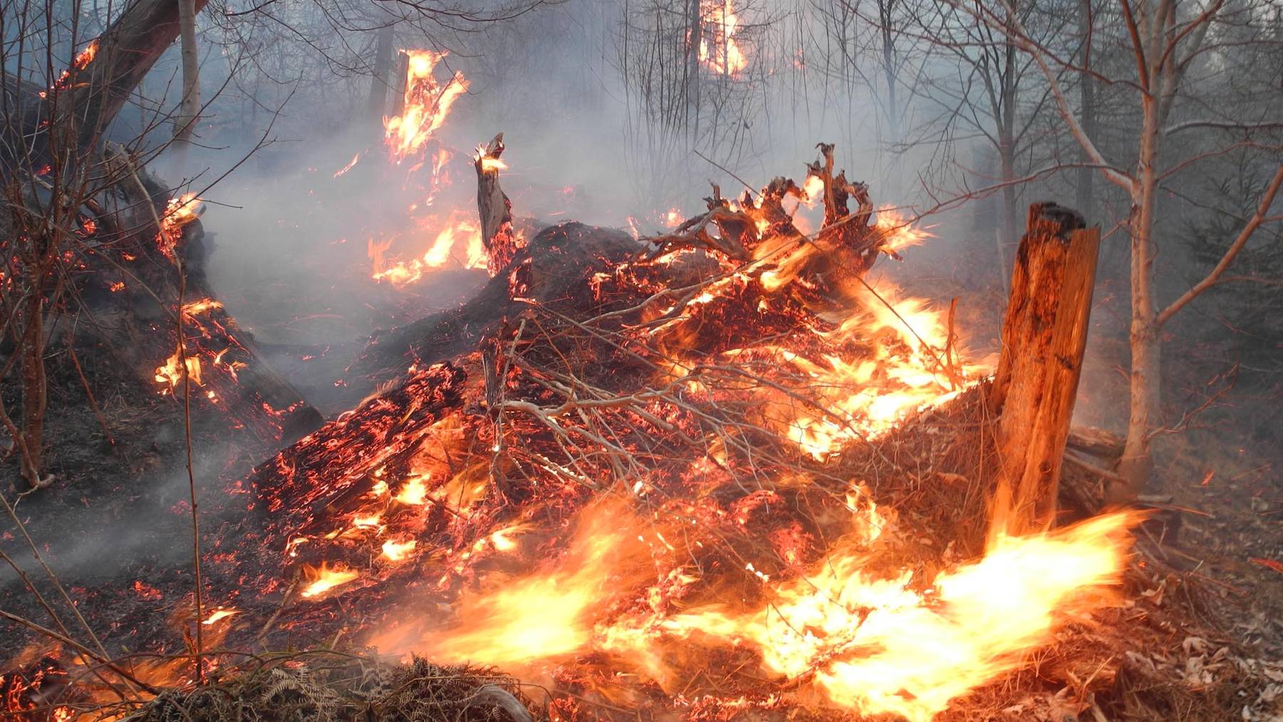 Heftige Waldbrände wüten in Kalifornien