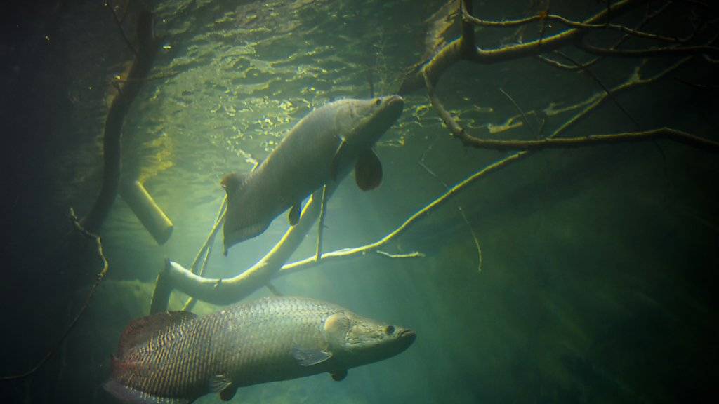 Die Arapaima schwammen am Dienstag bereits in ihren neuen Wasserbecken in der Aquatis-Anlage in Lausanne herum. Die in Südamerika heimischen Süsswasserfische können bis 4,5 Meter lang werden.
