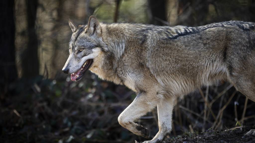 GPS-Sender soll Informationen zu Schwyzer Wolfsrudel geben