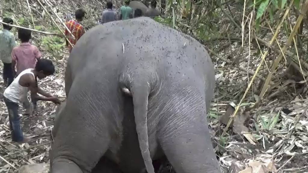 Dieses von KK Productions zur Verfügung gestellte Videostandbild zeigt einen Jungen, der neben einem toten Elefanten im Kondali-Waldreservat steht. Nach einem Gewittersturm haben Dorfbewohner die Leichen von mindestens 18 wilden Elefanten in einem Wald gefunden.