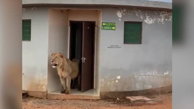 Löwe spaziert aus öffentlicher Toilette in Indien