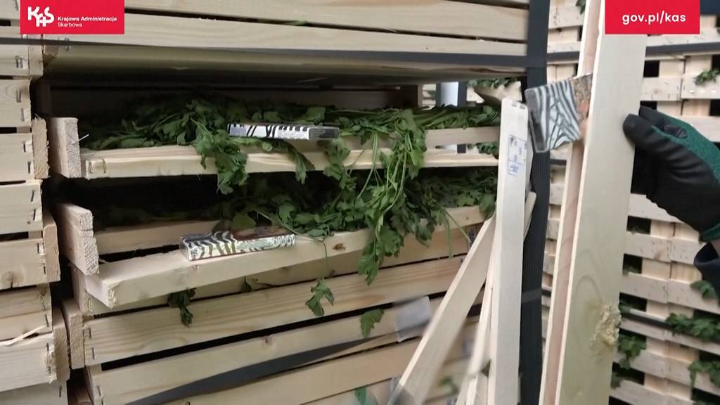 Polnischer Zoll entdeckt 50'000 Zigaretten in LKW voller Petersilie
