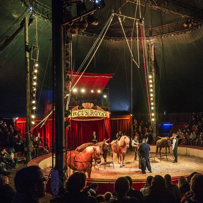 Was geschieht mit den Tieren des Circus Royal?