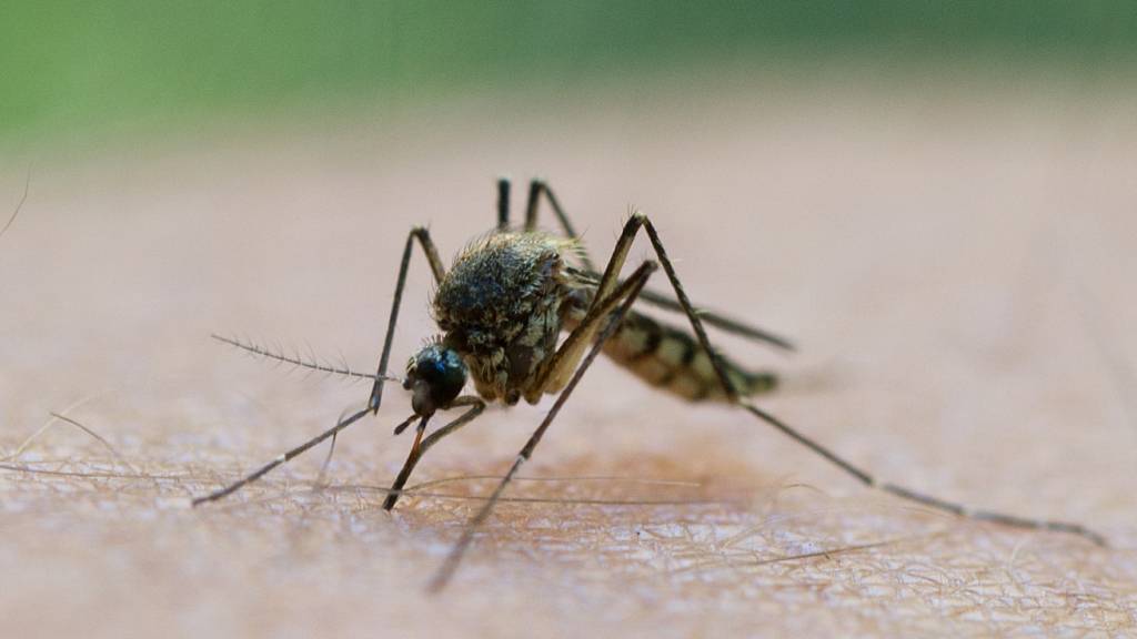 Verschiedene Mückenarten können das West-Nil-Virus übertragen. Darunter die heimische Gemeine Stechmücke, aber auch eingewanderte Arten wie die Asiatische Tigermücke. (Archivbild)