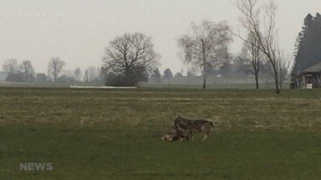 Wolf in Trimstein gesichtet