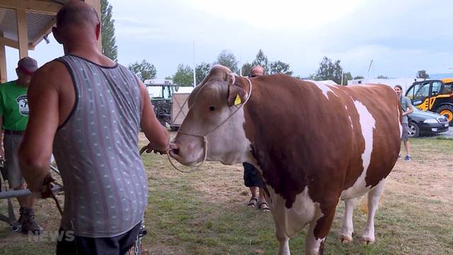 Bernisch Kantonales Schwingfest: Wer gewinnt den 1015 Kilo schweren Siegermuni?