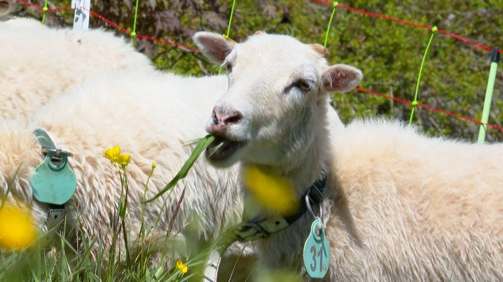 Findiges Bauernpaar vermietet Schafe als leise Rasenmäher