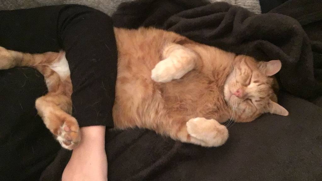 Das sind die Garfields aus Zürich