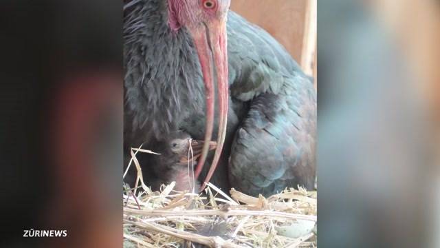 Nachwuchs für orientierungslose Vogel-Dame Shorty