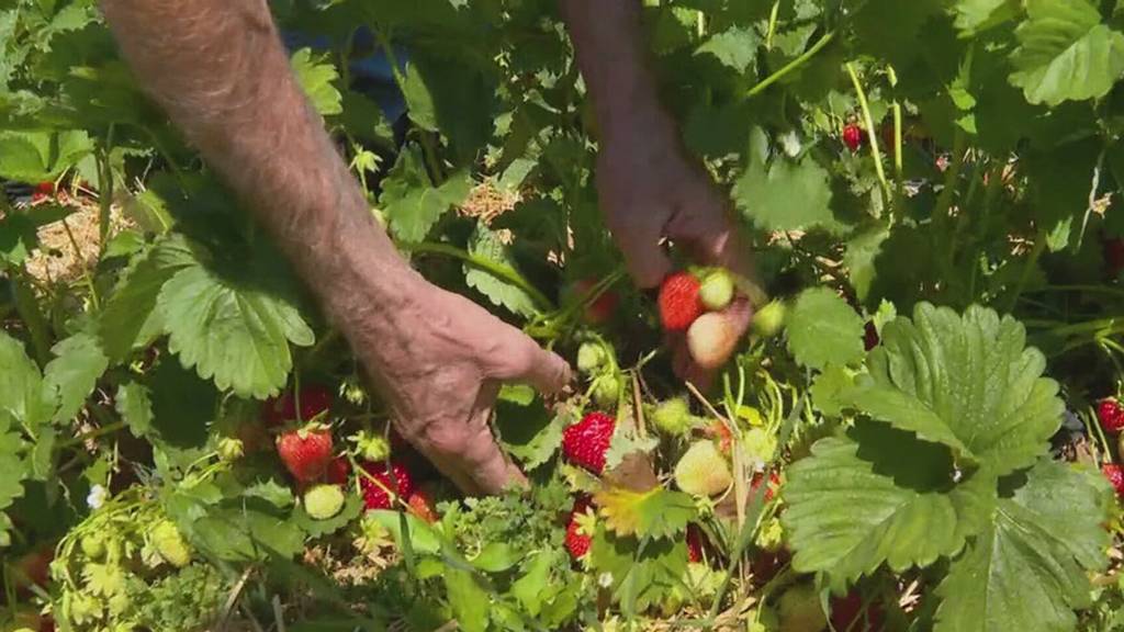 Tonnenweise Erdbeeren könnten auf Zürcher Feldern verfaulen