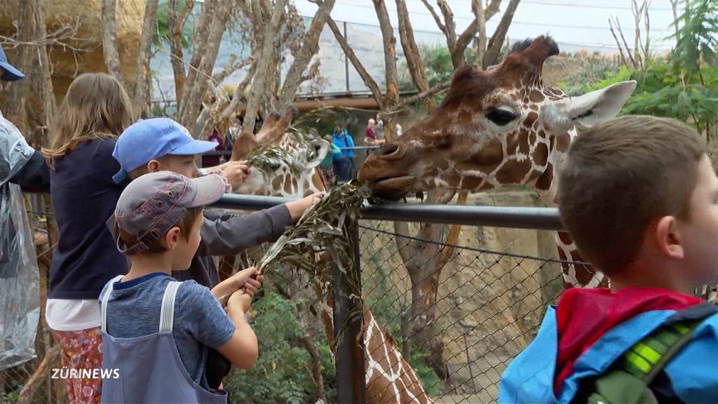 Zoo Zürich: Besucher können endlich Lewa-Tiere füttern