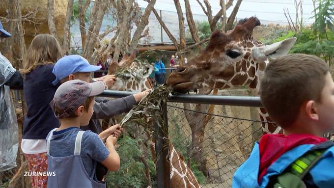 Zoo Zürich: Besucher können endlich Lewa-Tiere füttern