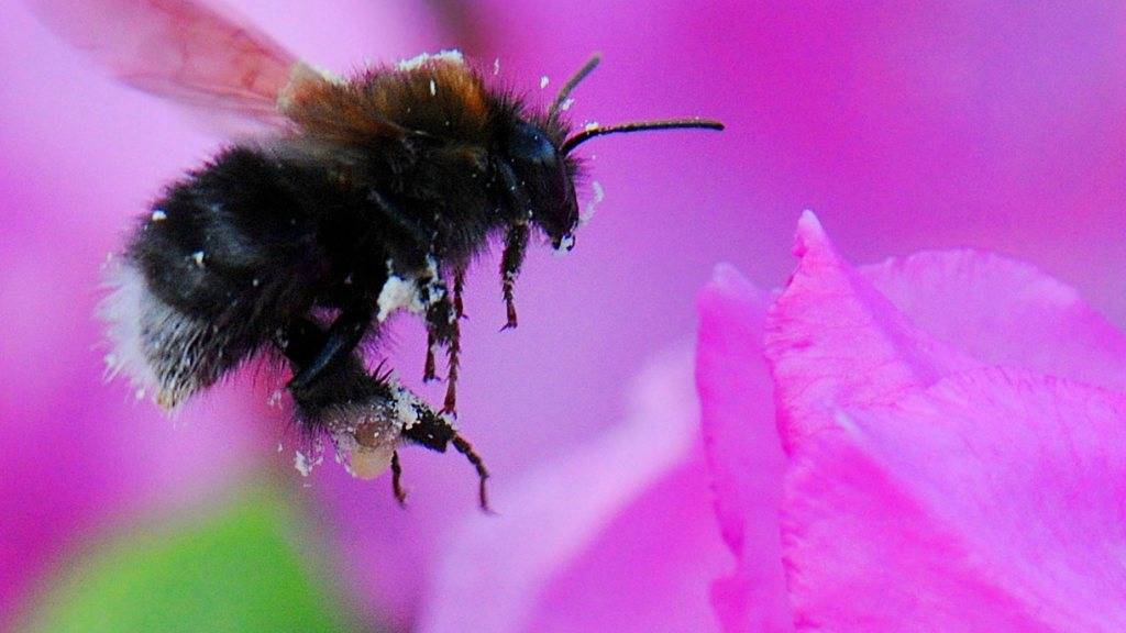 Ob eine Hummel Pollen oder Nektar sammelt, beeinflusst ihre Manövrierfähigkeit. Bild: Hummel im Anflug auf eine Rhododendron-Blüte.