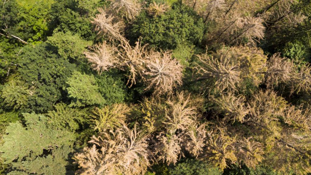 Borkenkäfer haben zu Unrecht einen schlechten Ruf