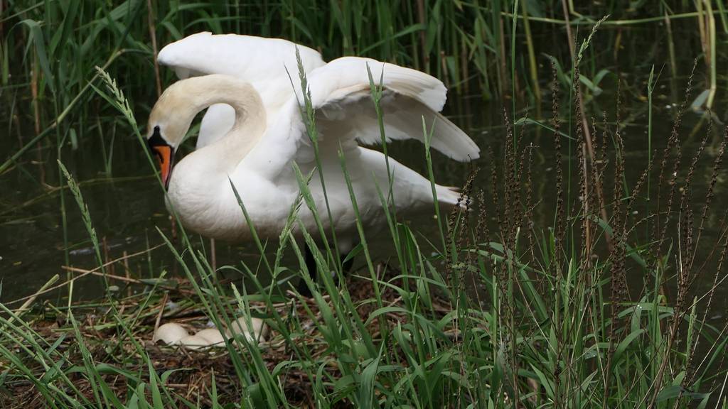 Schwan Laufenburg