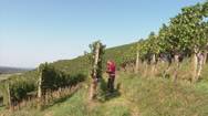 Ernte in Gefahr