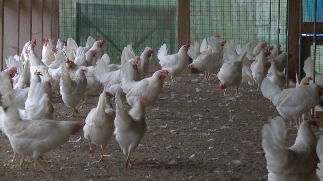 Vogelgrippe im Anmarsch