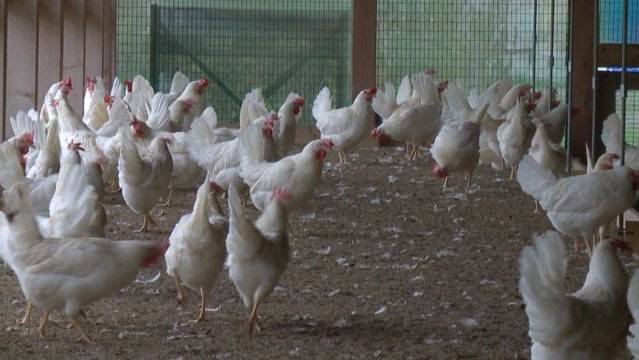 Vogelgrippe im Anmarsch