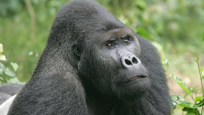 Tierschützer warnen vor Ausrottung der Grauergorillas