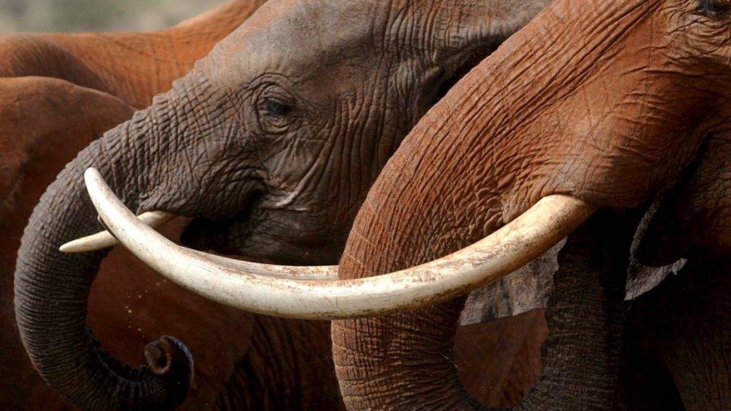 Im Chinko-Becken lebten einst 20'000 Elefanten, heute sind es noch 140. Im Bild: Elefanten im kenianischen Tsavo-East-Nationalpark.