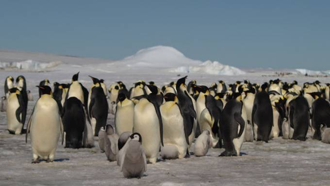 Neue Pinguin-Kolonien in der Antarktis entdeckt