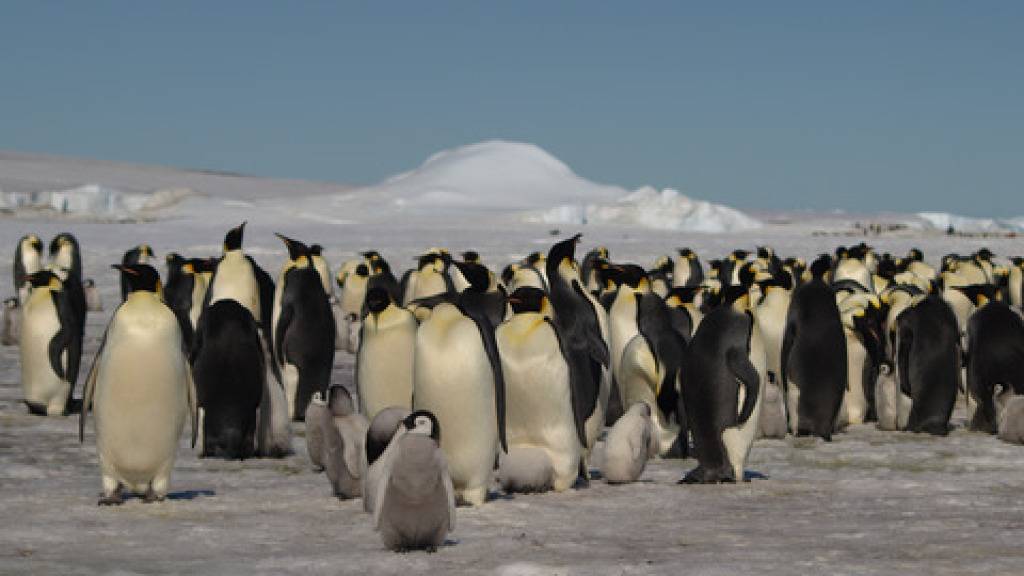 Kaiserpinguine in der Antarktis. Es gibt mehr davon, als angenommen. Entdeckt hat sie ein Satellit. Allerdings nicht die Tiere selbst, sondern ihre Exkremente (Pressebild)