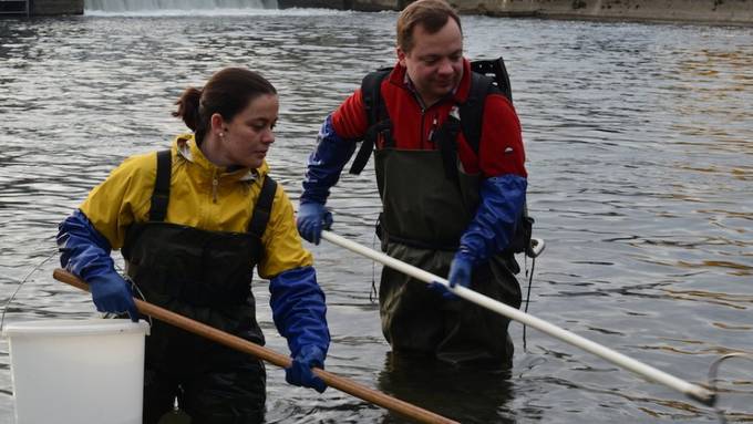 Fischtreppen verbessern die genetische Durchmischung