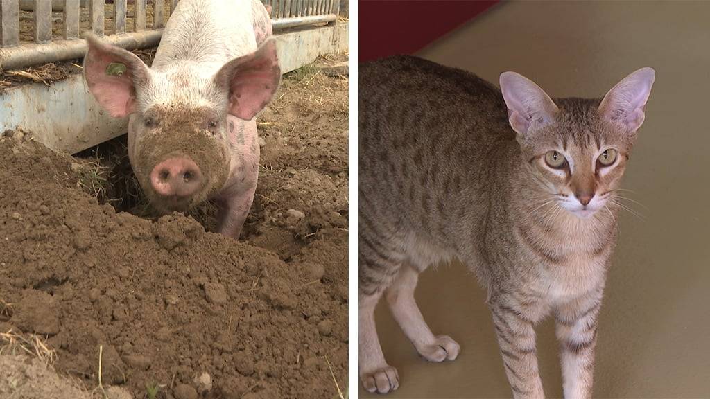 Schweine Projekt / Haustier-Vorsorge