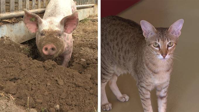 Schweine Projekt / Haustier-Vorsorge