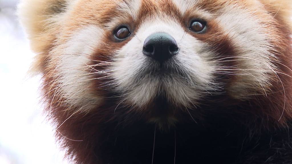 Paarungszeit bei den Kleinen Pandas