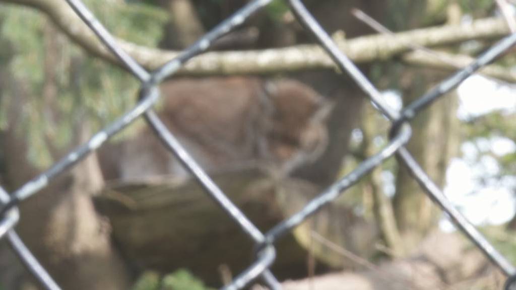 Neuer Luchs im Tierpark Goldau