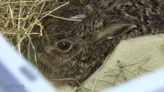 Kälte gefährdet Wildtiere