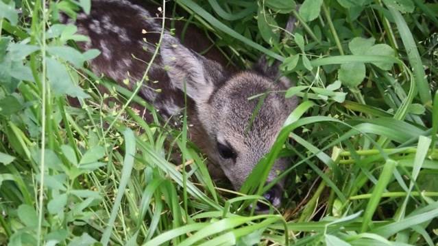 Bauer zermäht drei Rehkitze