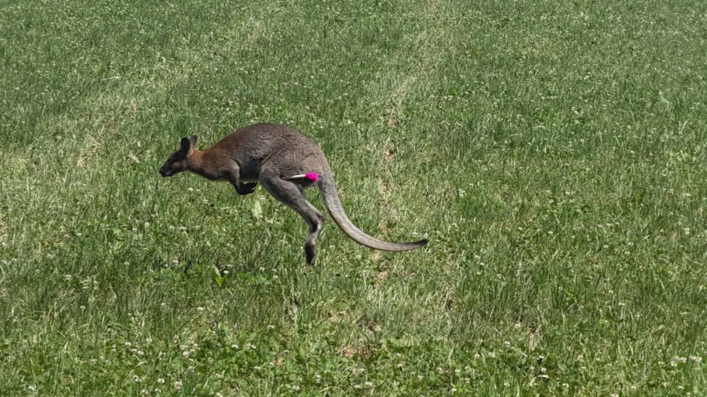 Wallaby ist aus Inwil ausgebüxt