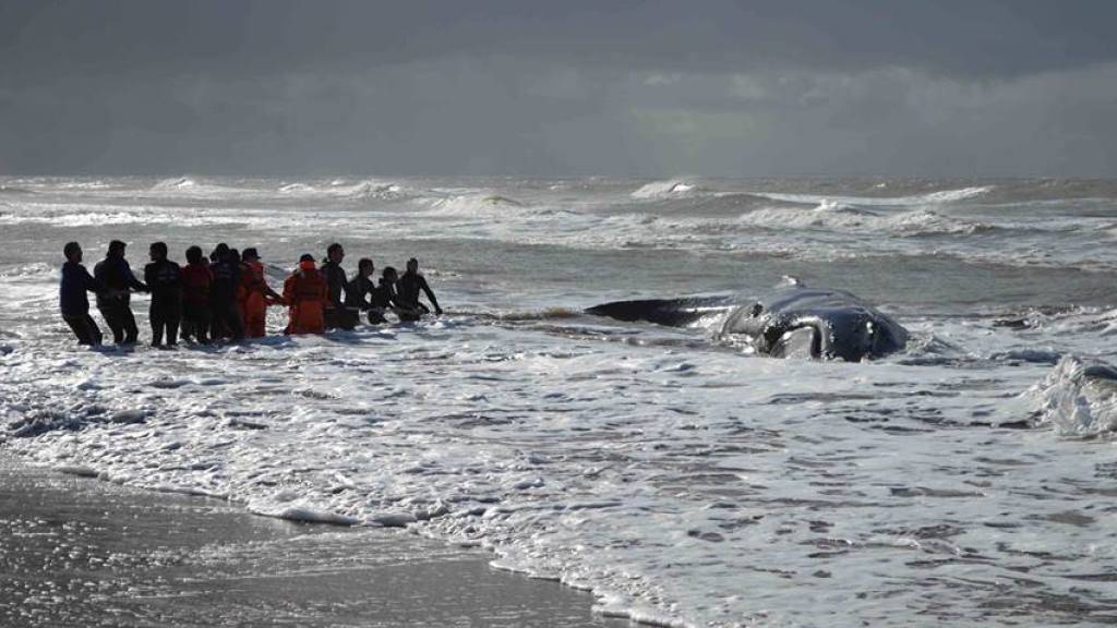 Mit vereinten Kräften gelang es, den Buckelwal wieder zurück ins Meer zu schaffen. (Bild: Facebook-Seite Aquazoo Mundo Marino)