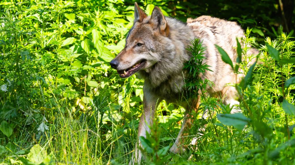 Ein Wolf hat im Bündner Südtal Misox einen Esel getötet. (Archivbild eines Wolfs in einem Wildpark)