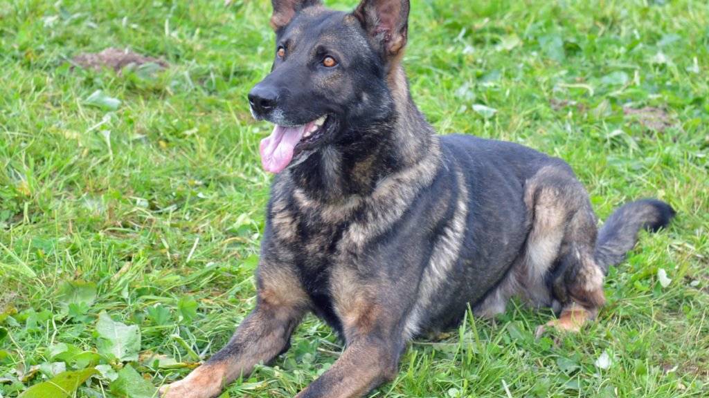 Ganze Arbeit geleistet: Polizeihund Ivo bringt flüchtigen Einbrecher in Reiden zur Strecke.