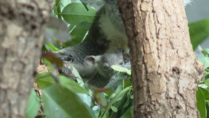 Premiere im Zoo Zürich: Nachwuchs bei den Koalas