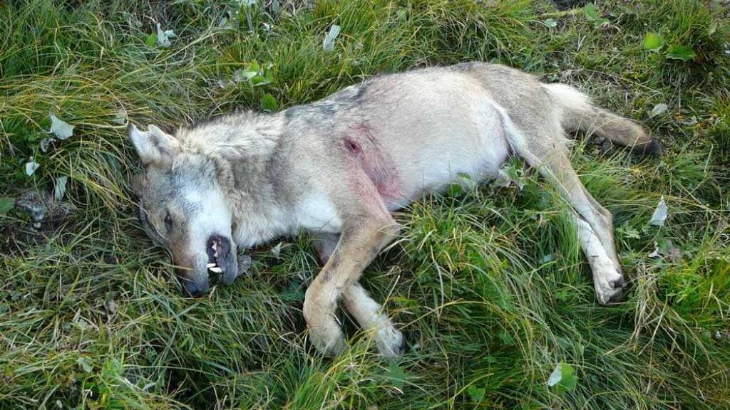 Ein erlegter Wolf liegt in einer Alpwiese. Der Kanton Graubünden wollte in der vom 1. Dezember bis 31. Januar dauernden Regulationsperiode ganze 44 Wölfe schiessen. (Symbolbild)