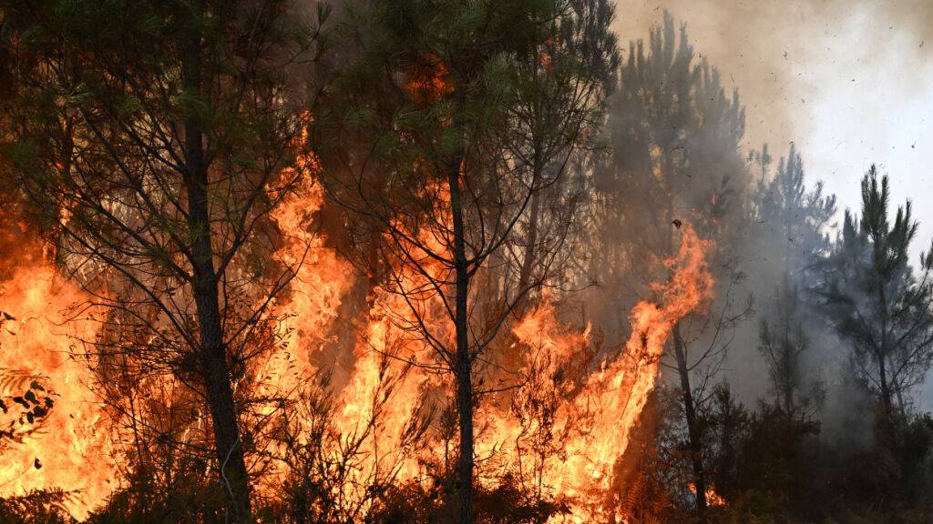 Flammen lodern zwischen den Bäumen während eines Waldbrandes im Südwesten Frankreichs. Foto: Emma Da Silva/AP/dpa