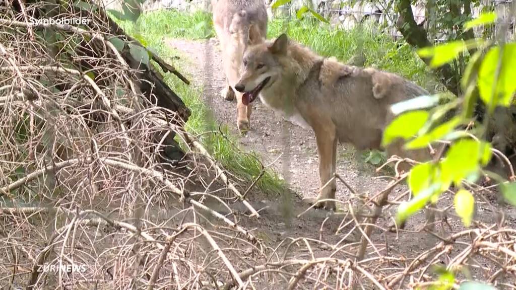 Wolfs-Debatte erreicht das Unterland: Präsident von Bauernverband fordert nun den Abschuss