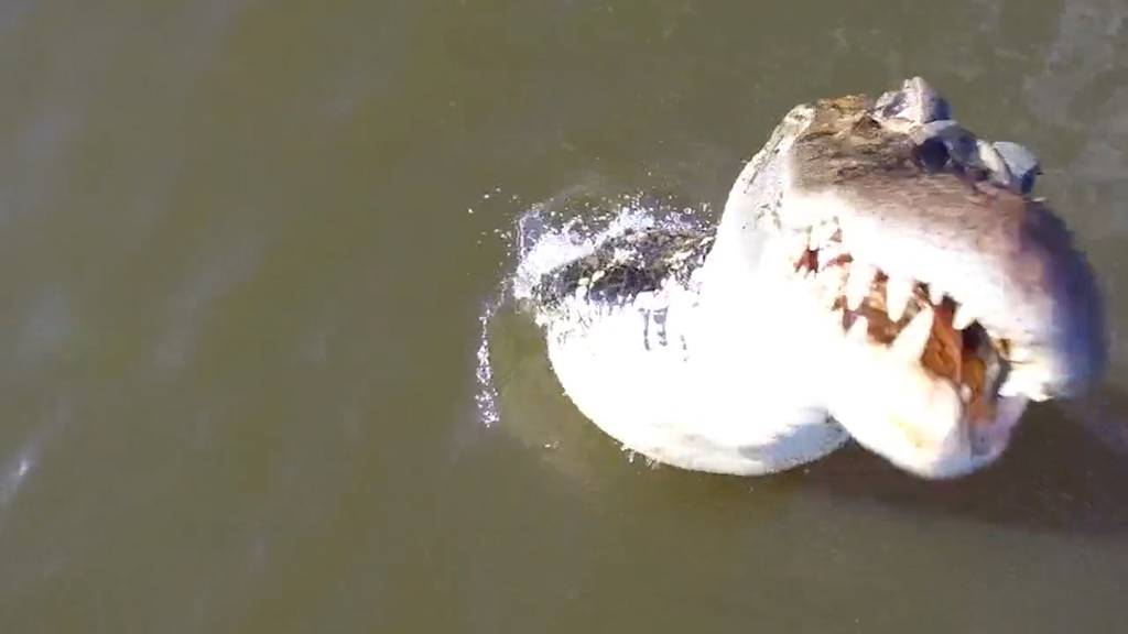 Alligator schnappt sich Drohne im Flug