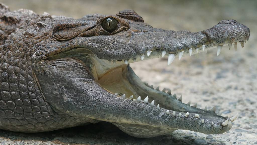 Zoo Zürich erschiesst seltenes Krokodil