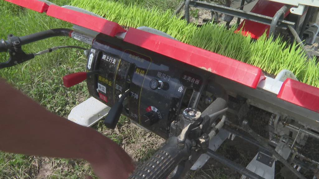 Reis-Bauern im Reusstal