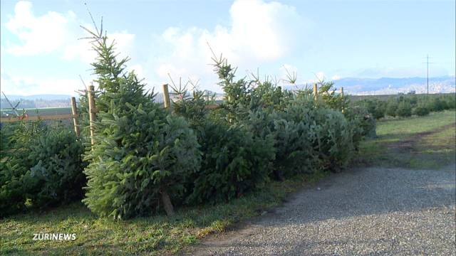 Trockener Sommer kann zu Christbaum-Engpass führen