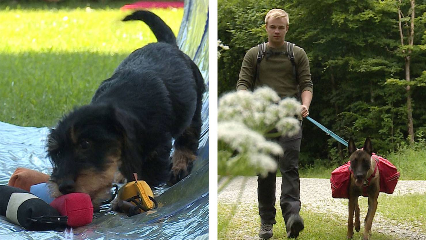 Dackelzauber / Wanderrucksack für den Hund Tele M1