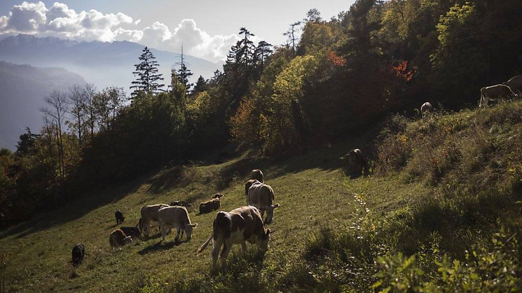 Das Wallis ist mehr als, was die Touristen gerne sehen - zum Beispiel Berge und Kühe. Dafür wollen die Walliser Museen mit einer neuen Ausstellung die Augen öffnen (Aufnahme: unterhalb von Lens im Oktober dieses Jahres).