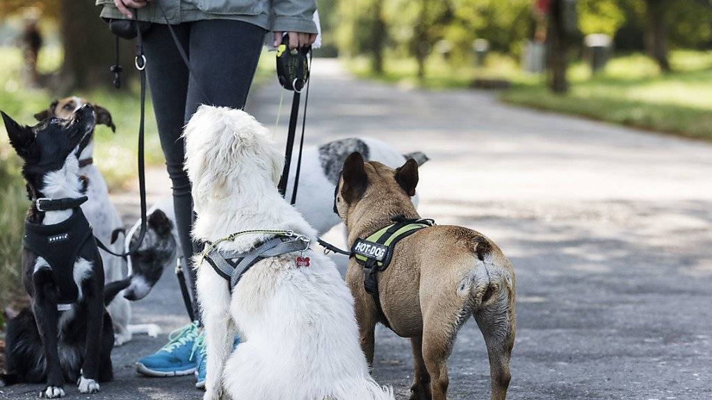 Ein vermeintlicher Giftköder verunsichert Hundehalter im Linthgebiet. (Symbolbild)