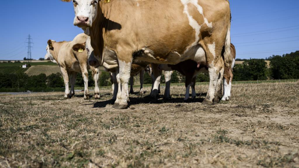 Kranke Kühe beschäftigen Bund und Milchproduzenten
