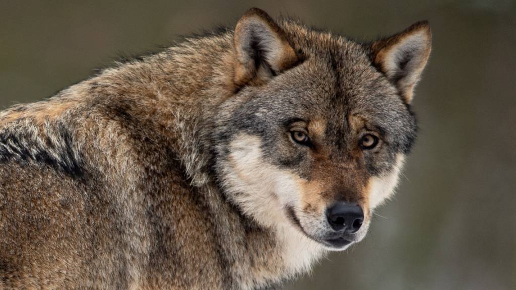 Der Kanton Uri erteilt eine Abschussverfügung für einen schadenstiftenden Wolf. (Symboldibld)